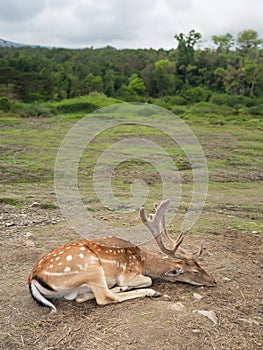 Sika Deer sleeps against the backdrop of forest