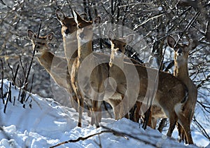 Sika deer in the snow