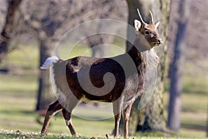 Sika Deer Spikehorn  817895