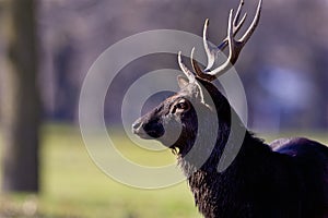 Sika Deer Stag  817884