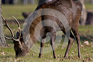 Sika Deer Stag  817916