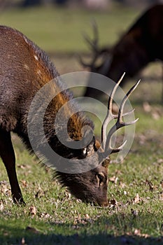 Sika Deer Stag  817938