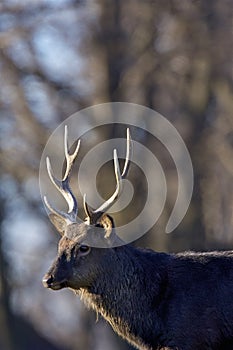 Sika Deer Stag  818159