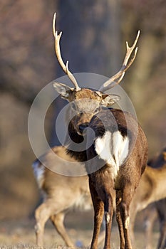 Sika Deer Stag  818519