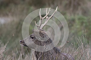 Sika deer, stag,hind, calf portrait while in long grass