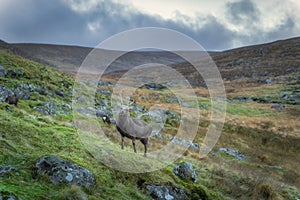 Sika Deer, stag, looking at camera in Glendalough highlands. Wicklow Mountains, Ireland