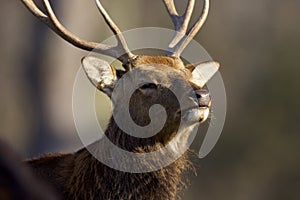 Sika Deer Stag Sniffs  818615