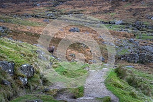 Sika Deer, stag, standing on a hill in Glendalough highlands. Wicklow Mountains, Ireland