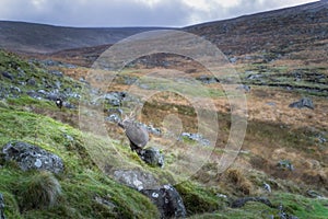 Sika Deer, stag, walking up the hill in Glendalough highlands. Wicklow Mountains, Ireland