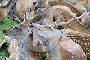 Sika deer take care