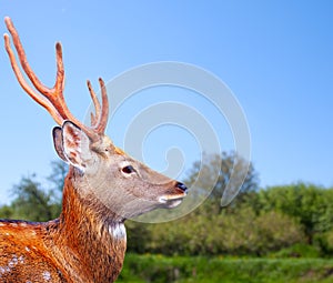 Sika deer in wildness