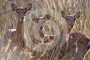 The sika deers