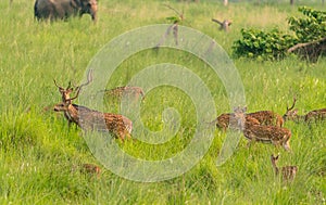 Sika or spotted deers herd in the elephant grass