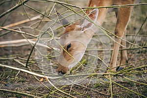 Sika or spotted fallow deer in a meadow. Portrait of a Young Deer eating