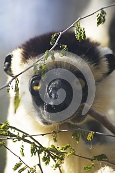 Sikafa Lemur, Kirindy Forest, Madagascar