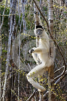 Sikafa Lemur, Kirindy Forest, Madagascar