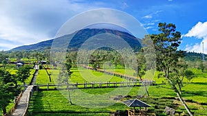 Sikatok tea plantation located in Wonosobo district, Central Java, Indonesia