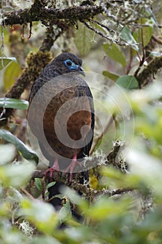 Sikkelvleugelgoean, Sickle-winged Guan, Chamaepetes goudotii