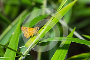 The Sikkim Dart butterfly photo