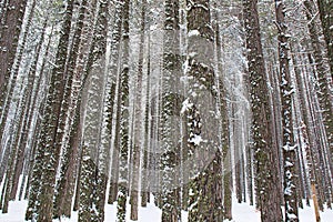 Snowy beech and pine forest in late winter, Sila National Park, Calabria, southern Italy