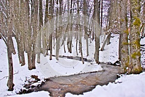 Snowy beech and pine forest in late winter, Sila National Park, Calabria, southern Italy