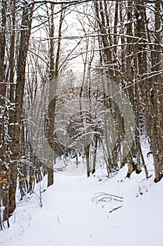 Snowy beech and pine forest in late winter, Sila National Park, Calabria, southern Italy