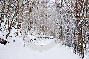 Snowy beech and pine forest in late winter, Sila National Park, Calabria, southern Italy