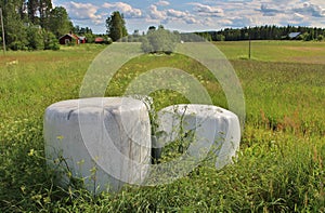 Silage bales in beautiful summer landscape