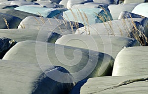 Silage bales wrapped up in foil