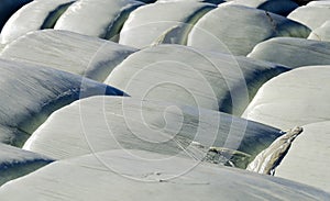 Silage bales wrapped up in foil #2