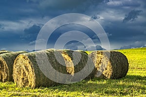 Silage in meadow