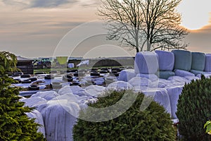 Silage prepared for feeding cow.