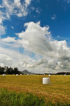 Silages on the meadow.