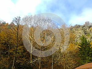 Silence, Golden October autumn. Forest view.