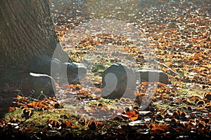 Stones, tree, leaves, grass and the sunlight in the forest photo