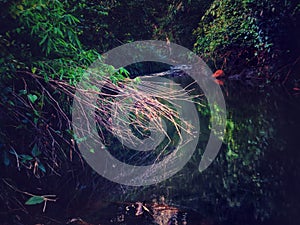 Silence of river in the middle of Borneo Forest.