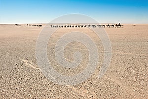 Silence, width, lonelyness - A salt caravan on their way crossind the endless flat width of the Sahara