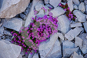 Silene Acaulis, Cushion Pink A Small Mountain Wildflower