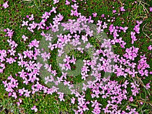 Silene acaulis, known as moss campion or cushion pink - pictured in spring on Shetland in the north of the UK