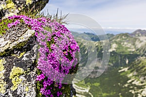 Silene acaulis, moss campion, cushion pink, compass plant.