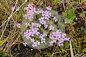 Silene acaulis - moss campion wildflowers