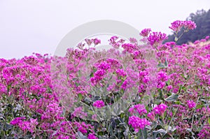 Silene armeria flower photo