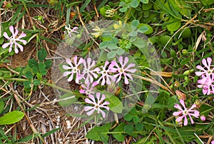 Silene Colorata Or Catchfly In Crete Greece