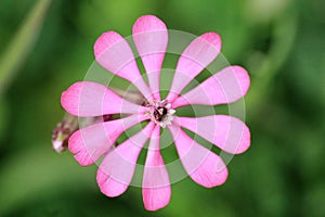 Silene colorata flower photo