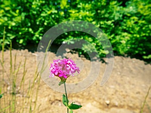 Silene compacta grows in sparse forests