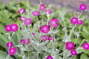 Silene coronaria (rose campion) flowers