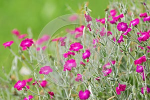 Silene coronaria (rose campion) flowers in the summer garden photo