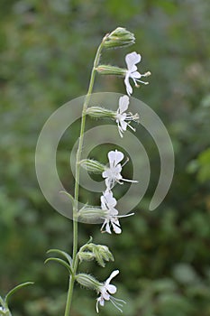 Silene dichotoma blooms in nature among grasses