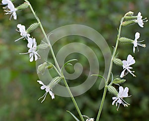 Silene dichotoma blooms in nature among grasses