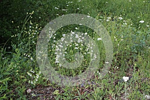 Silene dichotoma - Wild plant shot in the spring